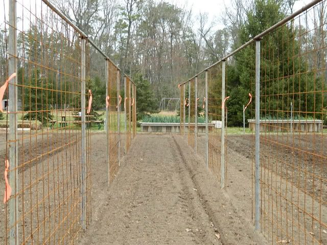 Pea spacing on a trellis - Gardening & Plant Propagation