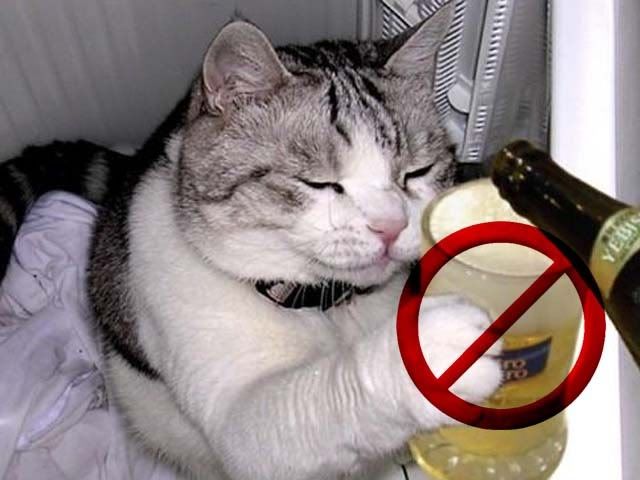 comida de gato comida de gato