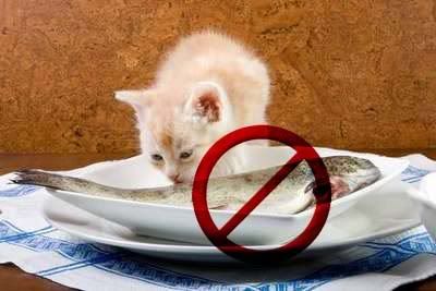 Con que alimentas a tu gato? Con que alimentas a tu gato?