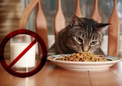 alimentacion alimentacion