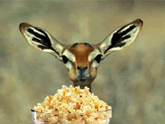 Deer-popcorn-1.gif