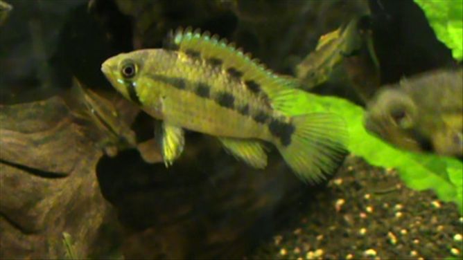 Pebasfemale.jpg