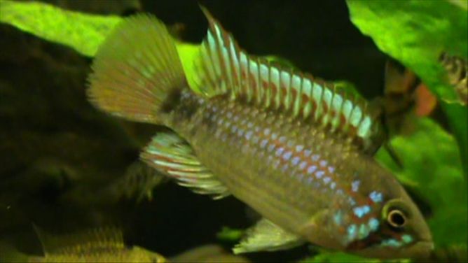 Pebasmale2.jpg