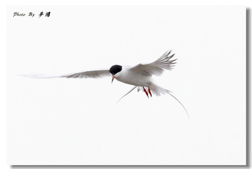 [原创摄影]加拿大燕鸥18P_图1-10