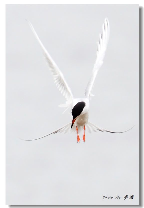 [原创摄影]加拿大燕鸥18P_图1-11
