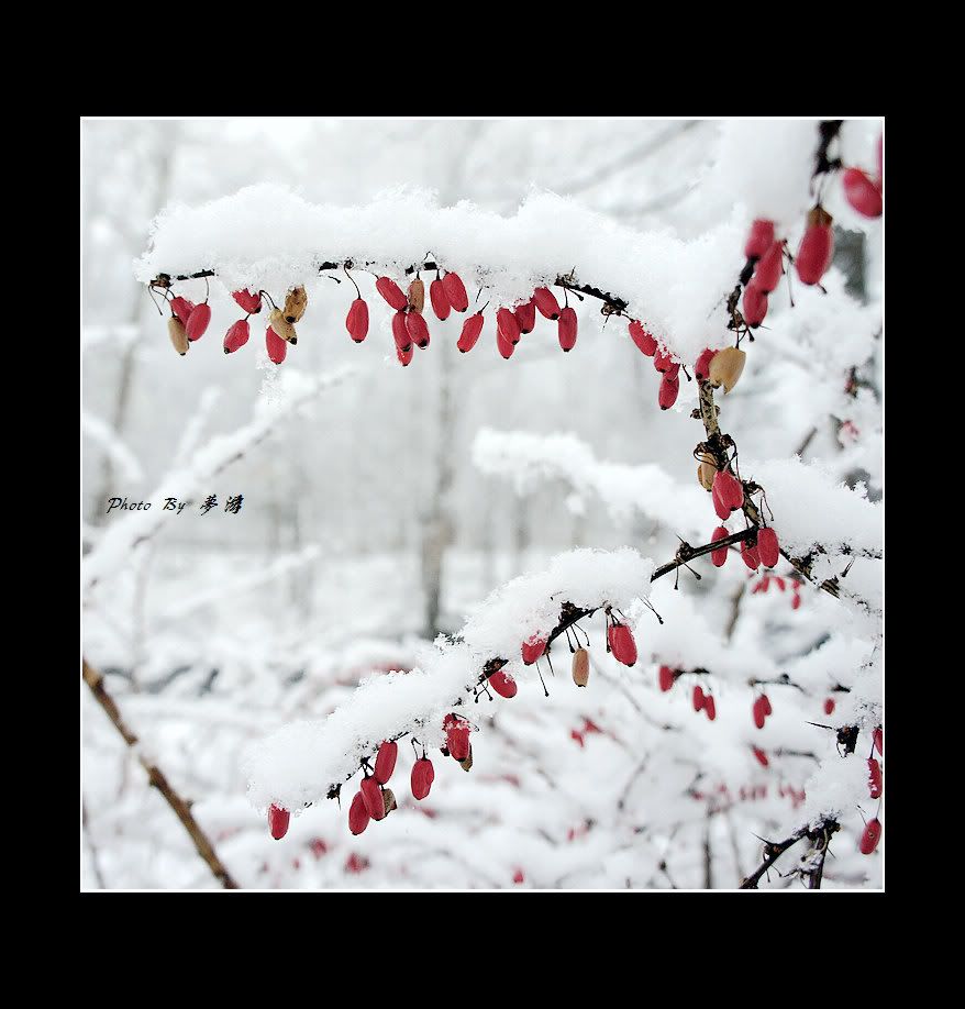 [原创摄影] 2011雪景15P_图1-4