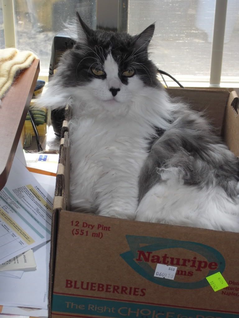 George in his box