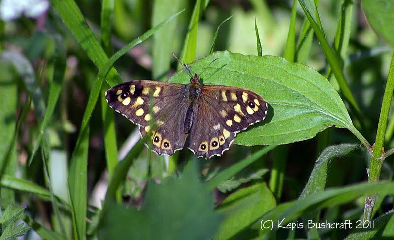 SpeckledWood.jpg