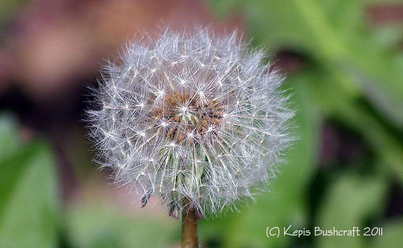 dandelionseedhead2.jpg