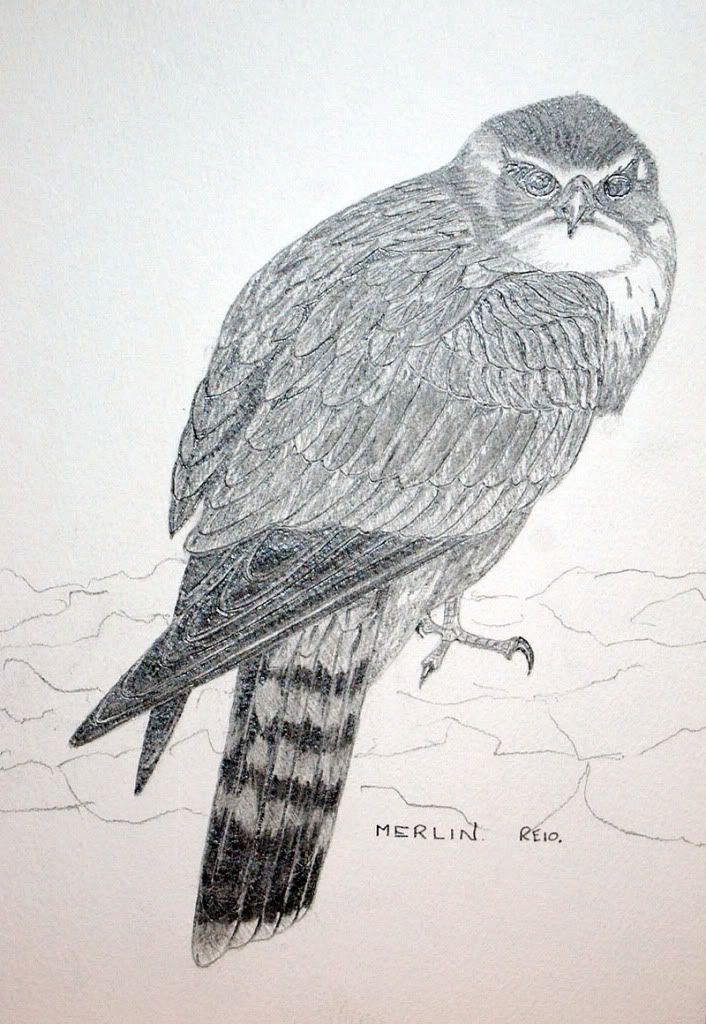 Merlin2.jpg