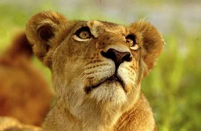 Lioness Avatar