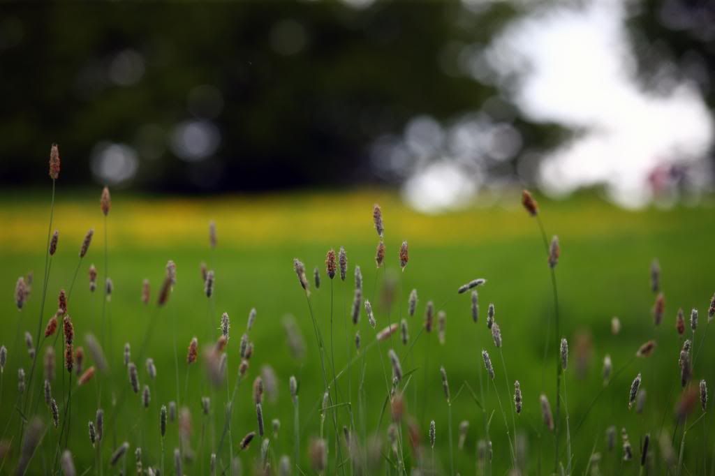 IMAGE: http://i1136.photobucket.com/albums/n492/chrissjohn/3Z1H4087.jpg