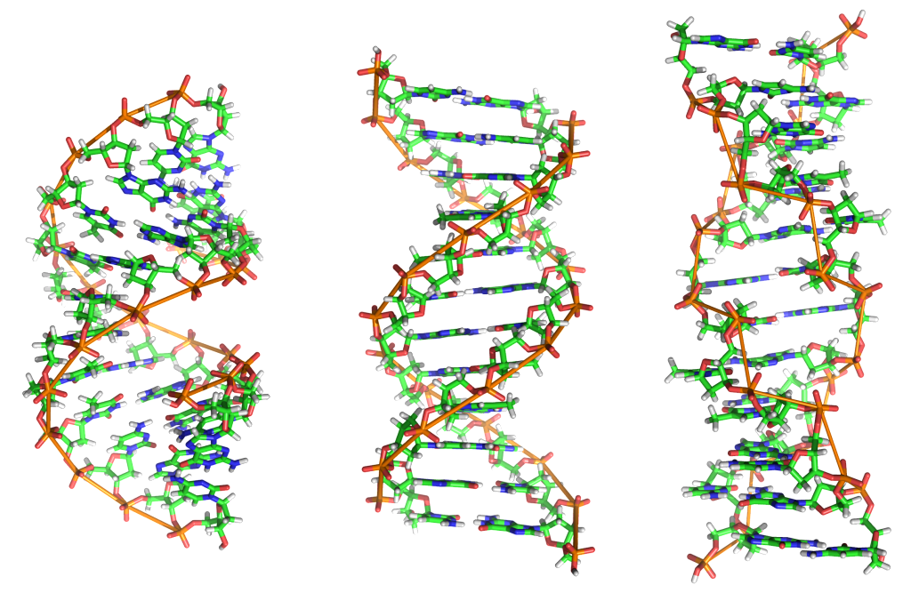 dna photo: A -ADN, B - ADN, Z -ADN A-DNA_B-DNA_and_Z-DNA.png