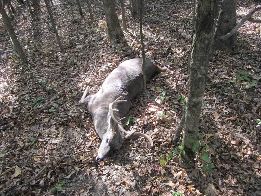 Panther Swamp Giant Page 9 Mississippi Hunting and Fishing Forums