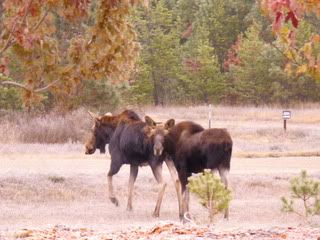 moosenovember2011026.jpg