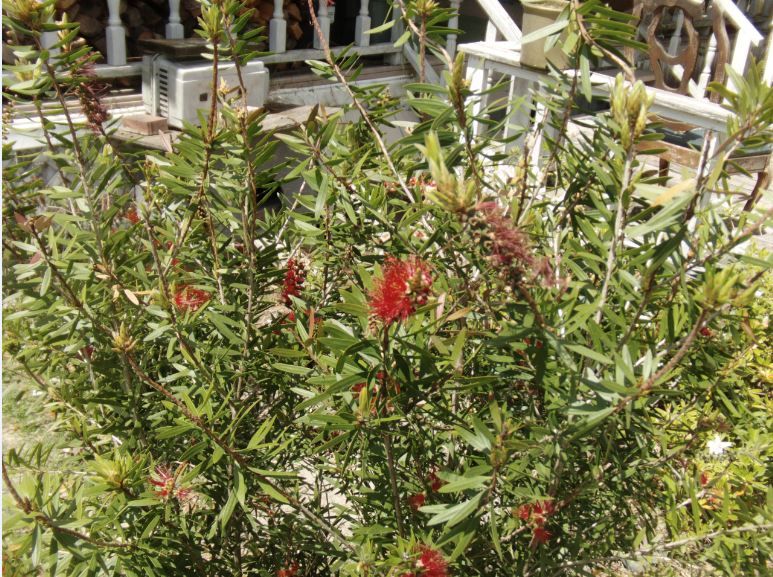 bottlebrush11_zpsdd43641a.jpg