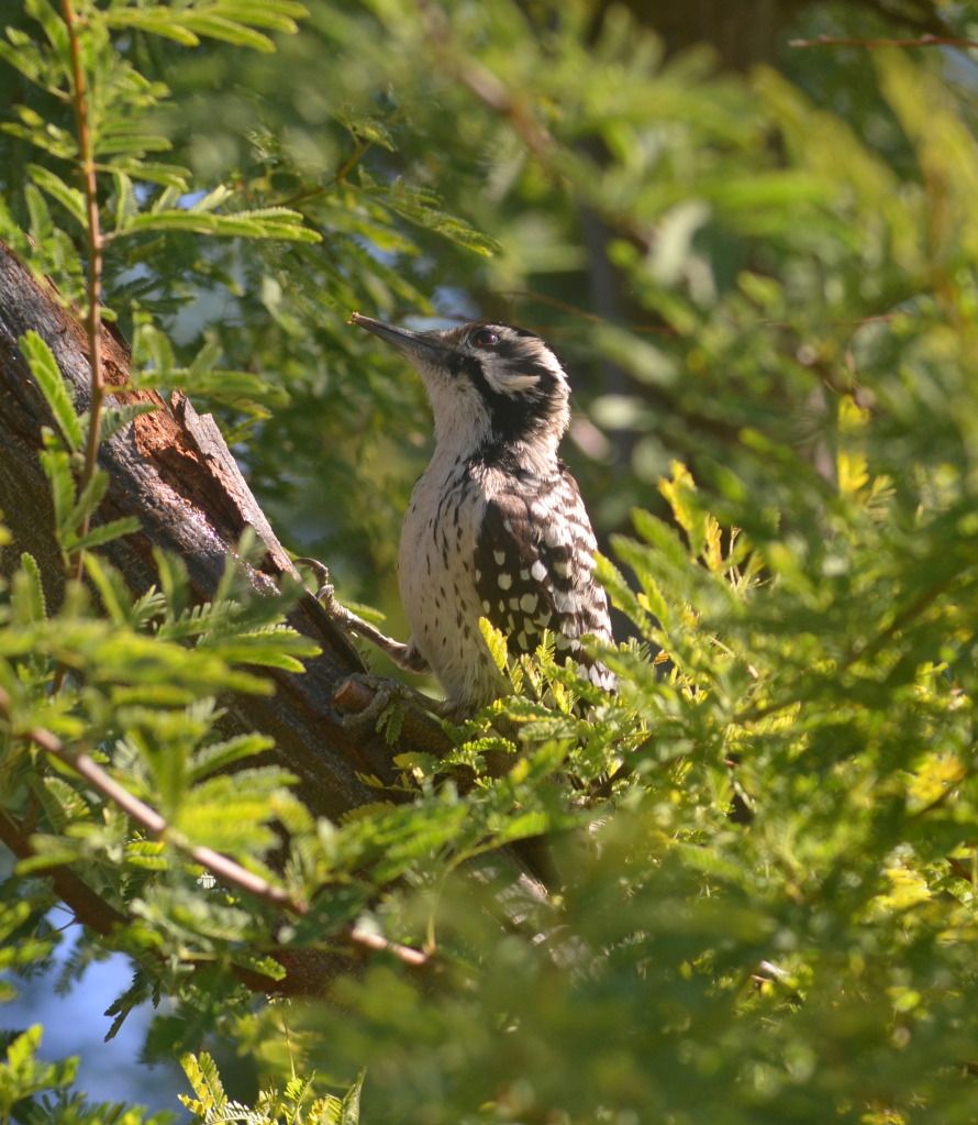 Ladder-backed Woodpecker by Martin Smith - La Paz Group