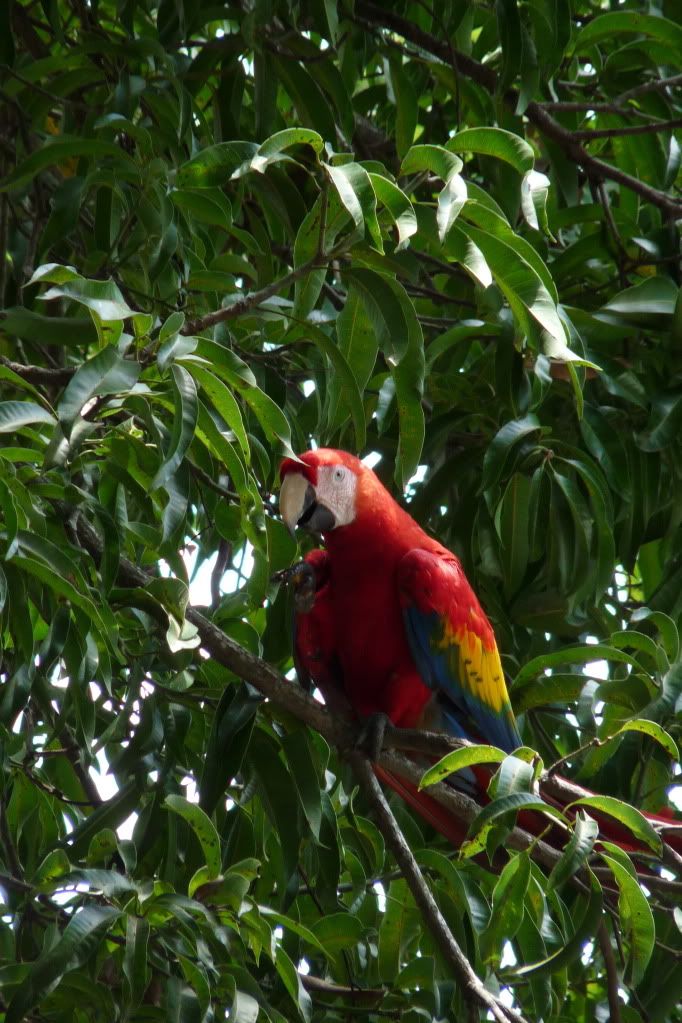 Manuel Antonio