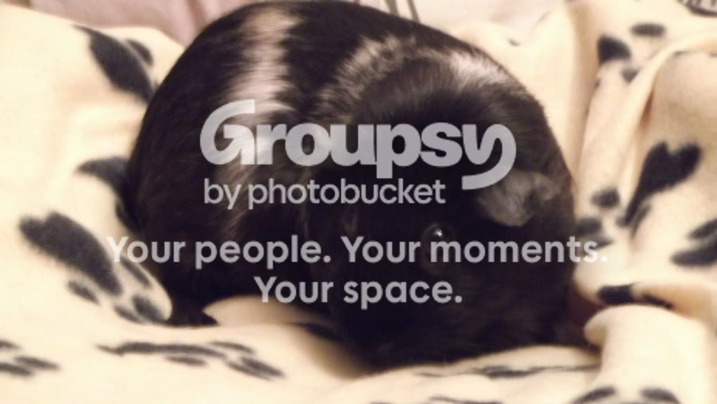 guineashorses018.jpg