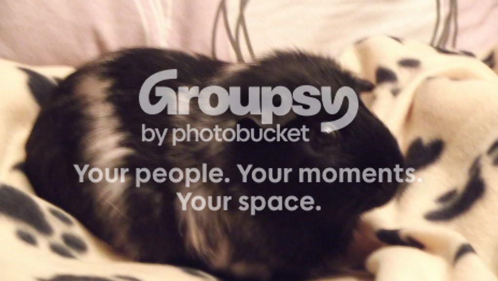 guineashorses019.jpg