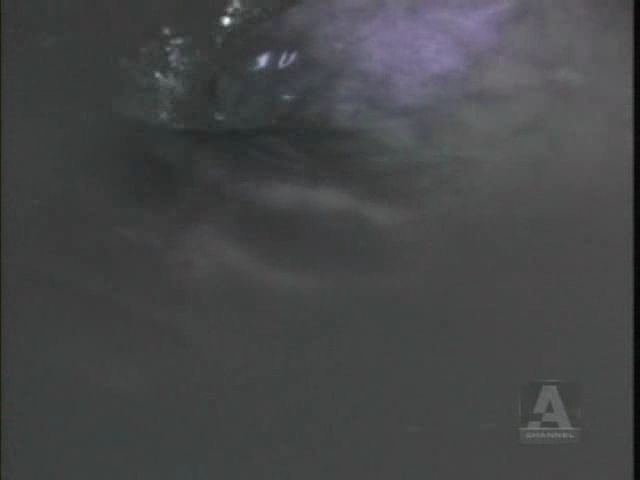 FirstWave-1x7-Lungfishaviavi_001441440.jpg