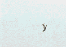  photo tumblr_mxntceDJx81qzfebyo1_400.gif