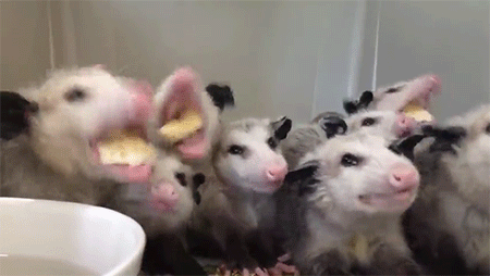  photo tumblr_nyvpkb5uKo1qzhjh2o1_500.gif