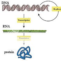 ADN-ARN-Protein by huenguyen022 | Photobucket