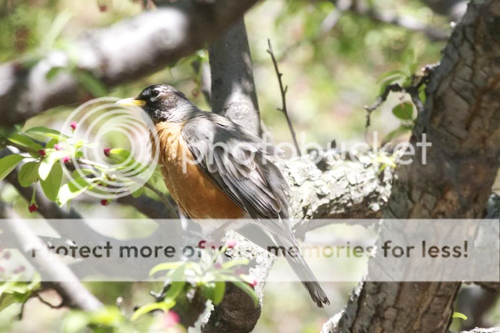 Bird of the Day: American Robin (Cornell University, Ithaca) | Ann ...